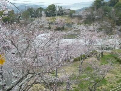 桜並木の小道